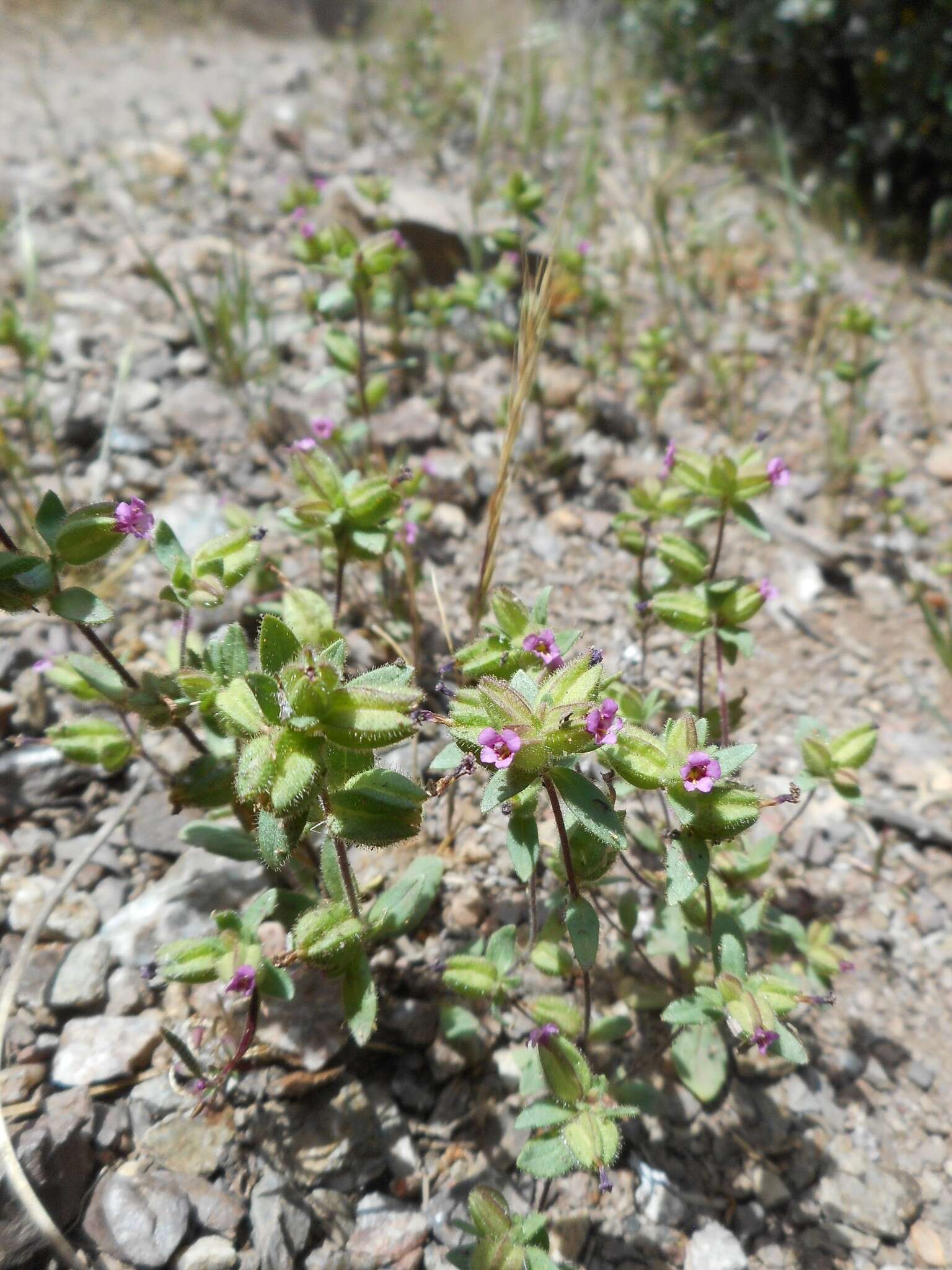 Image of Rattan's monkeyflower