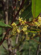 Phyllanthus sellowianus (Klotzsch) Müll. Arg.的圖片