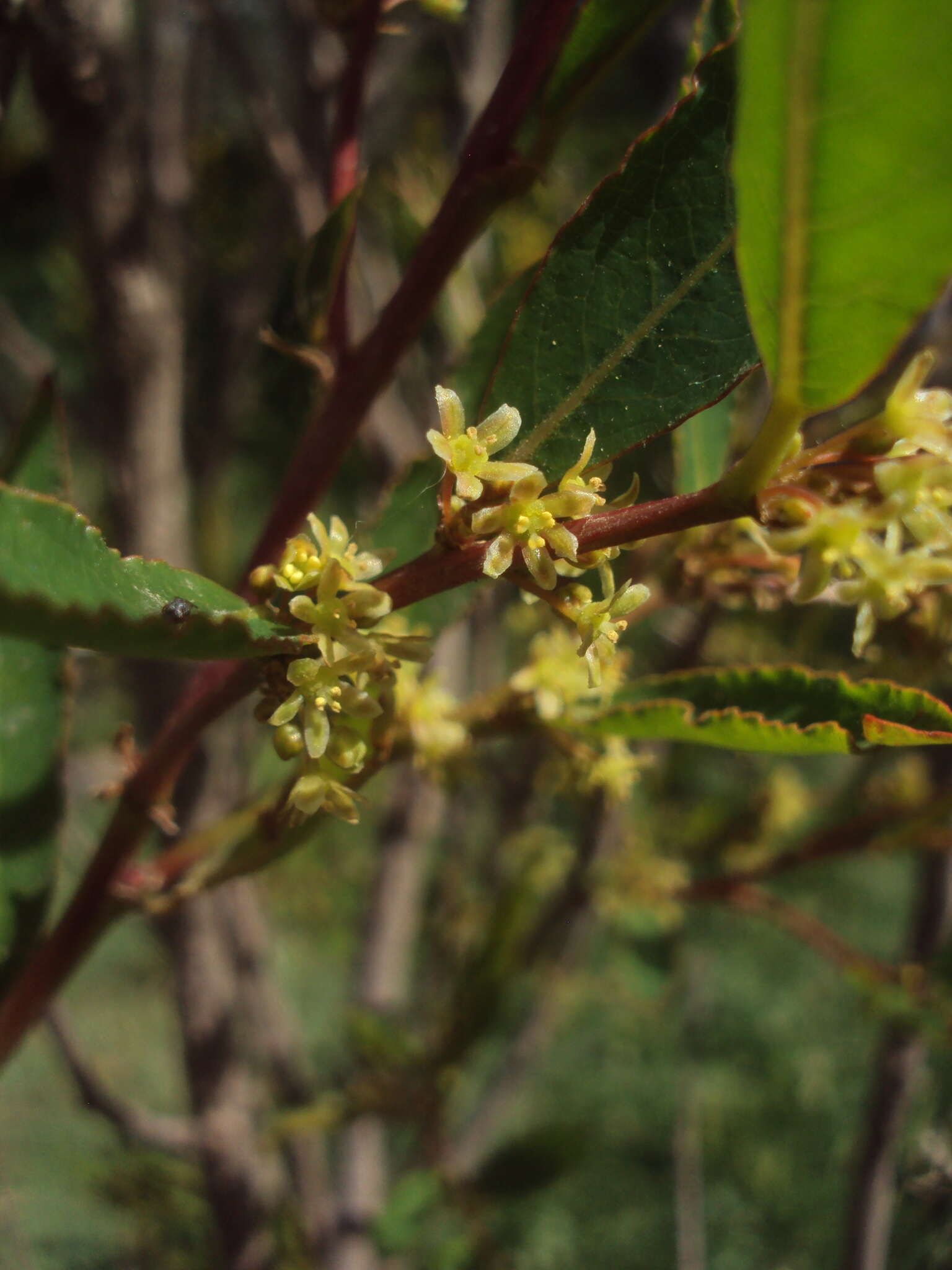 Image de Phyllanthus sellowianus (Klotzsch) Müll. Arg.