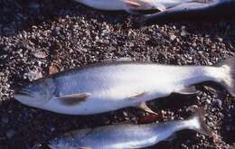 Image of Arctic Char