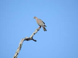 Image de Pigeon simple