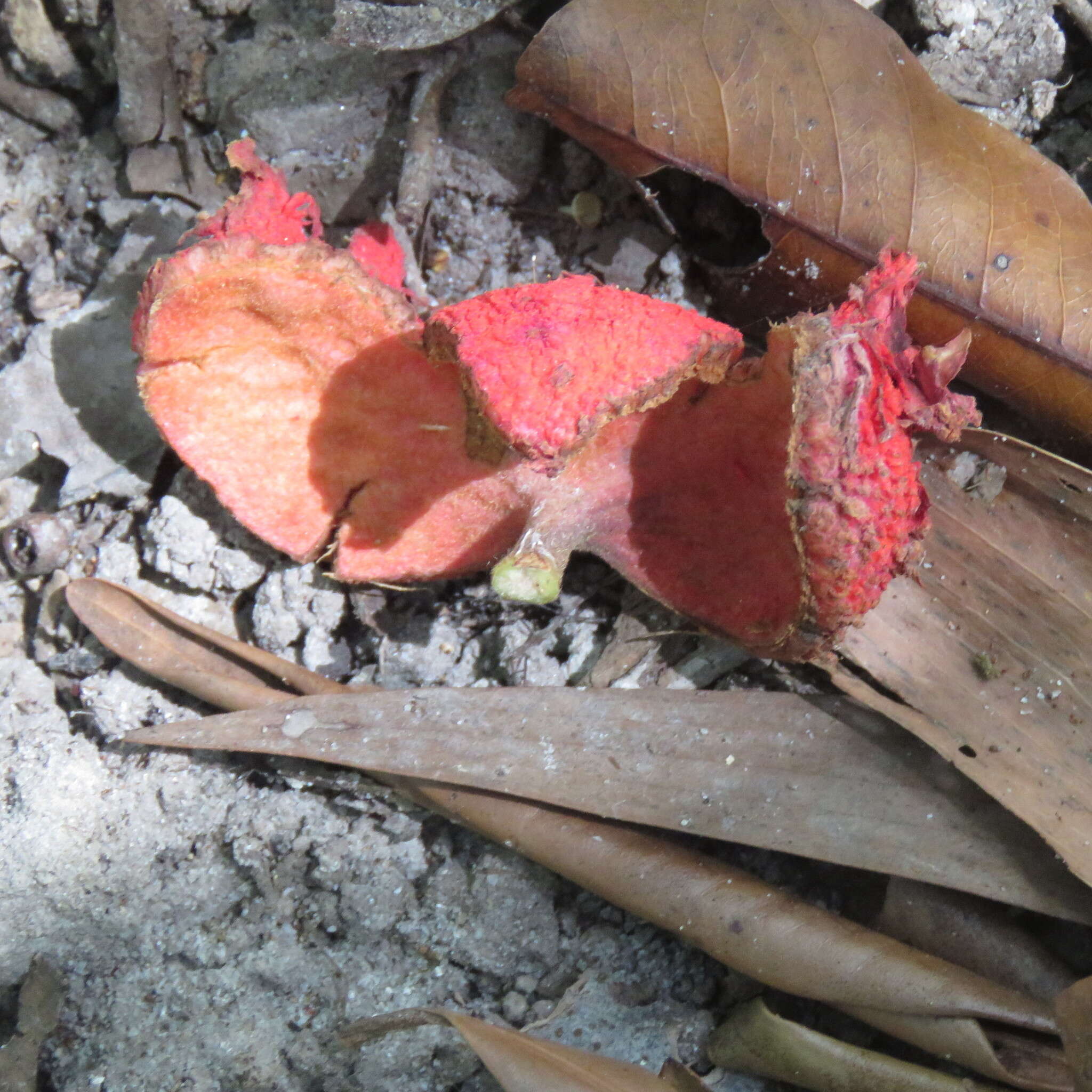 Image of Xylopia maccreae (F. Muell.) L. S. Sm.