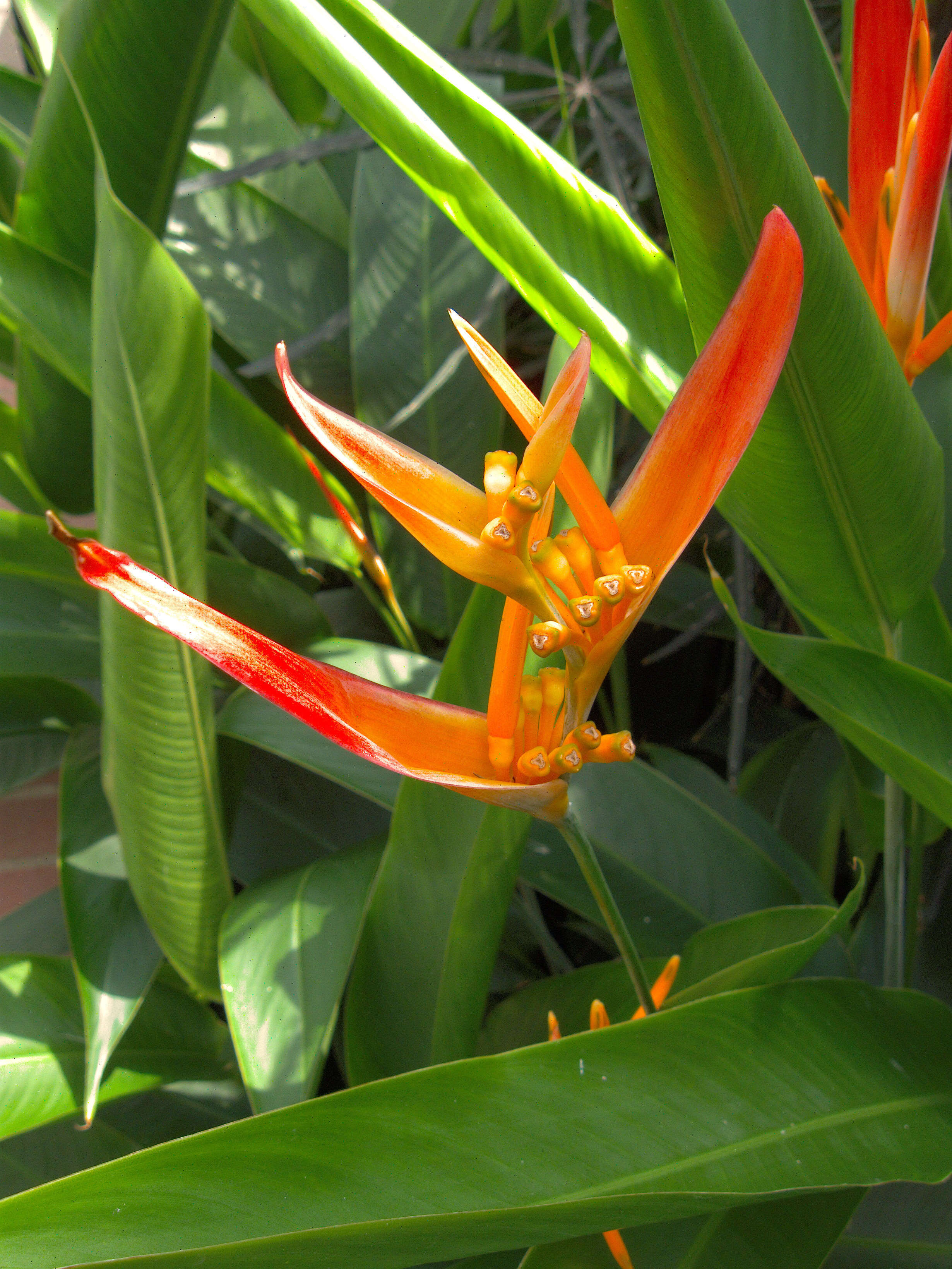 Image de Heliconia psittacorum L. fil.