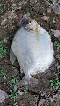 Image of Silver Dollar fish