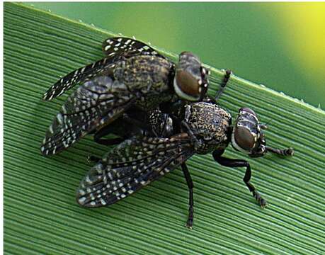 Image of Fly