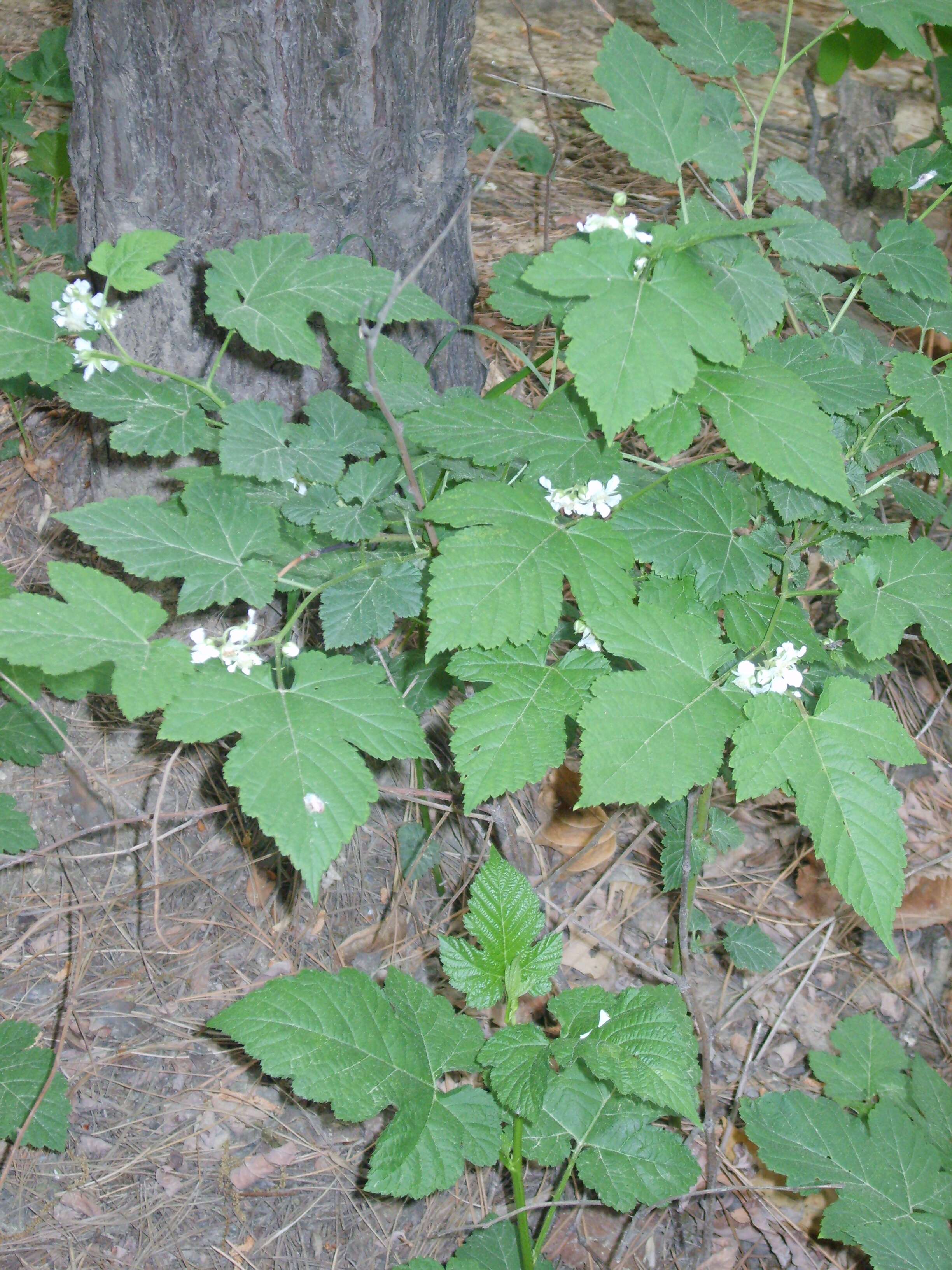 Слика од Rubus crataegifolius Bunge