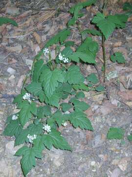 Image of Rubus crataegifolius Bunge