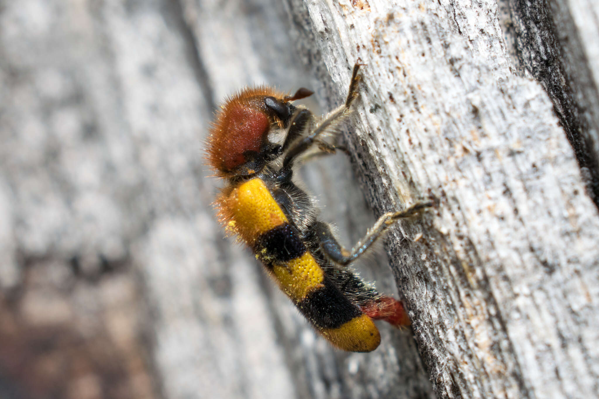 Image of Trichodes bibalteatus Le Conte 1858