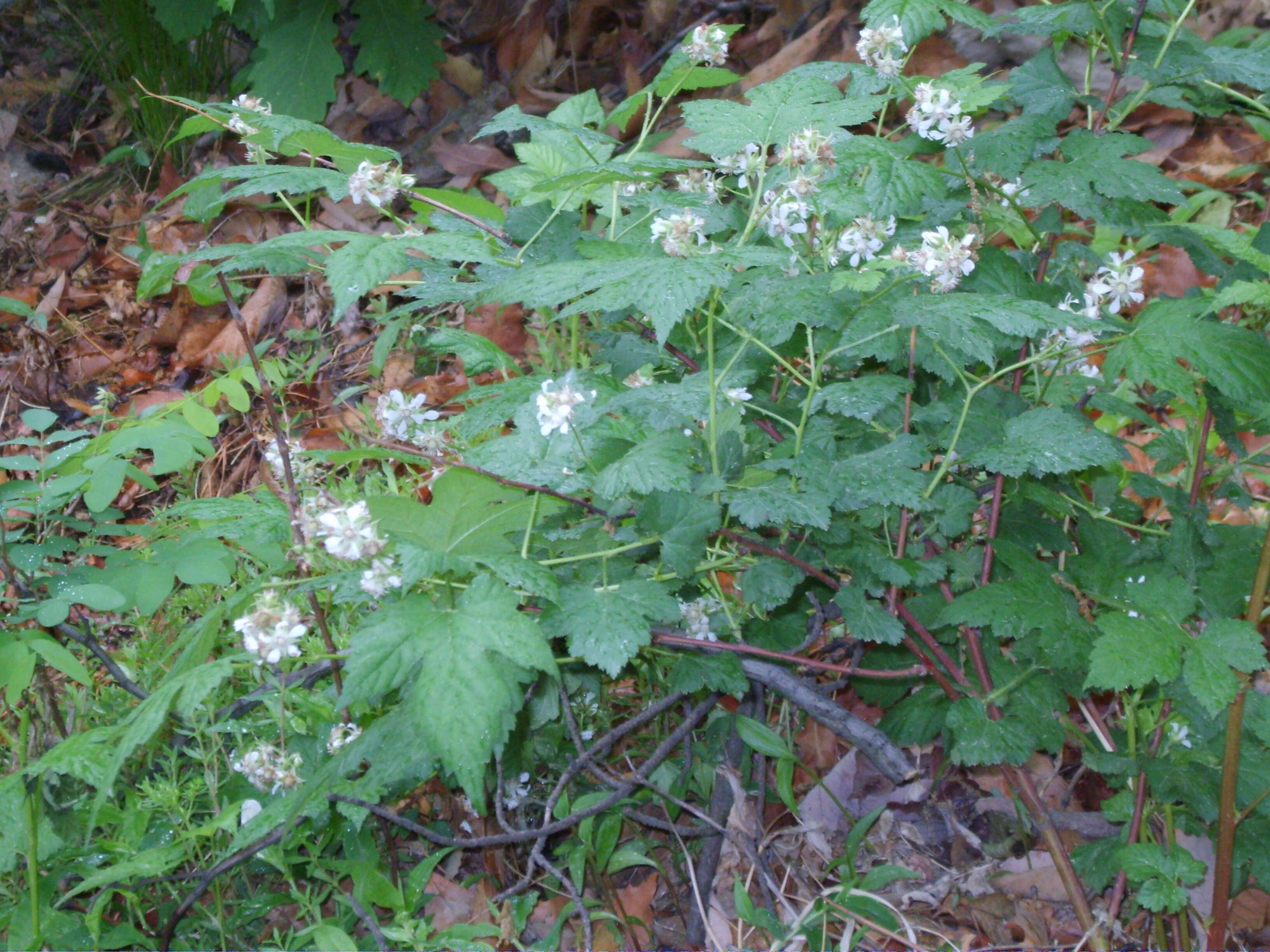 Image of Rubus crataegifolius Bunge