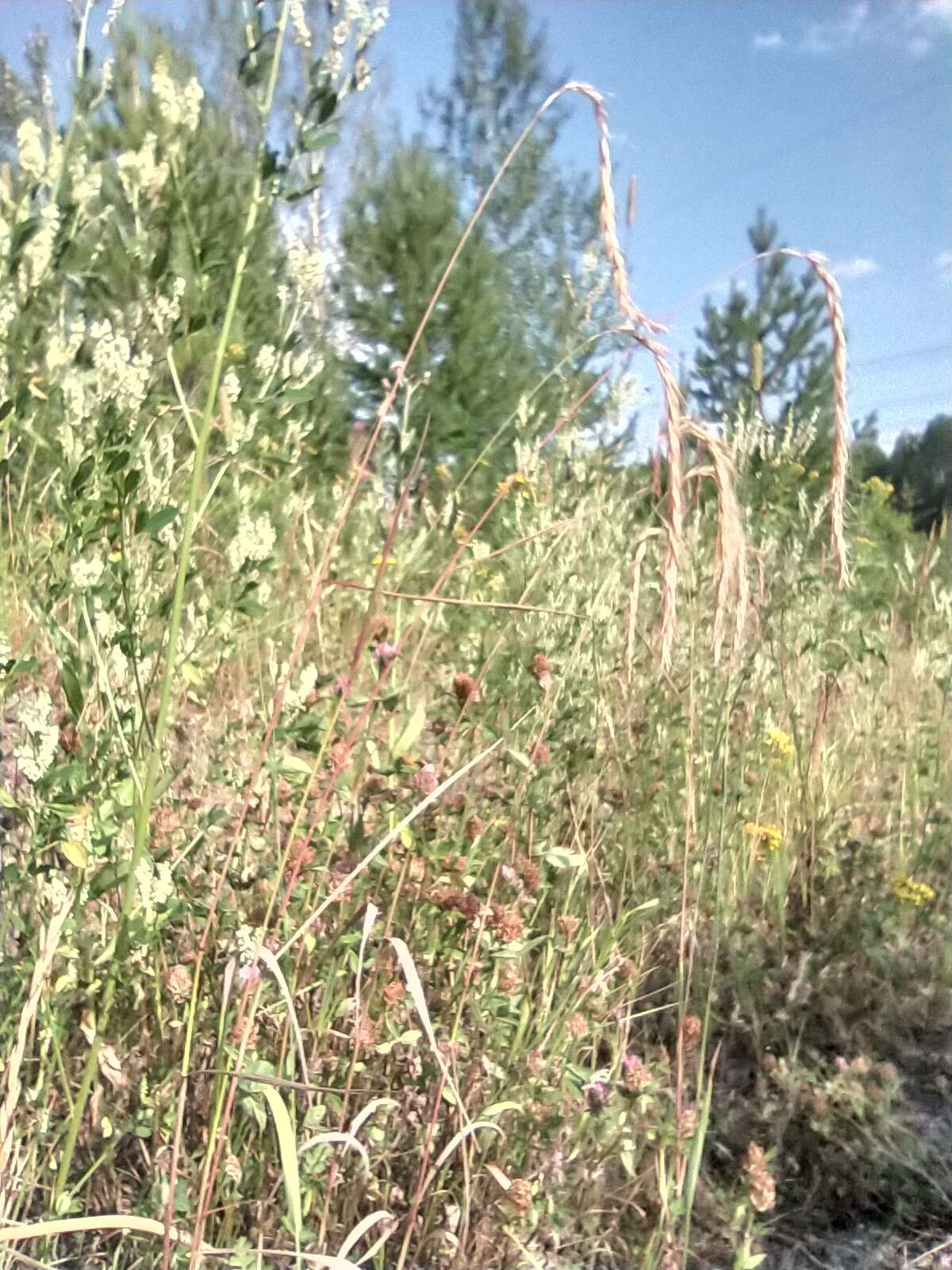 Image of Siberian Wild Rye