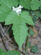 Слика од Rubus crataegifolius Bunge