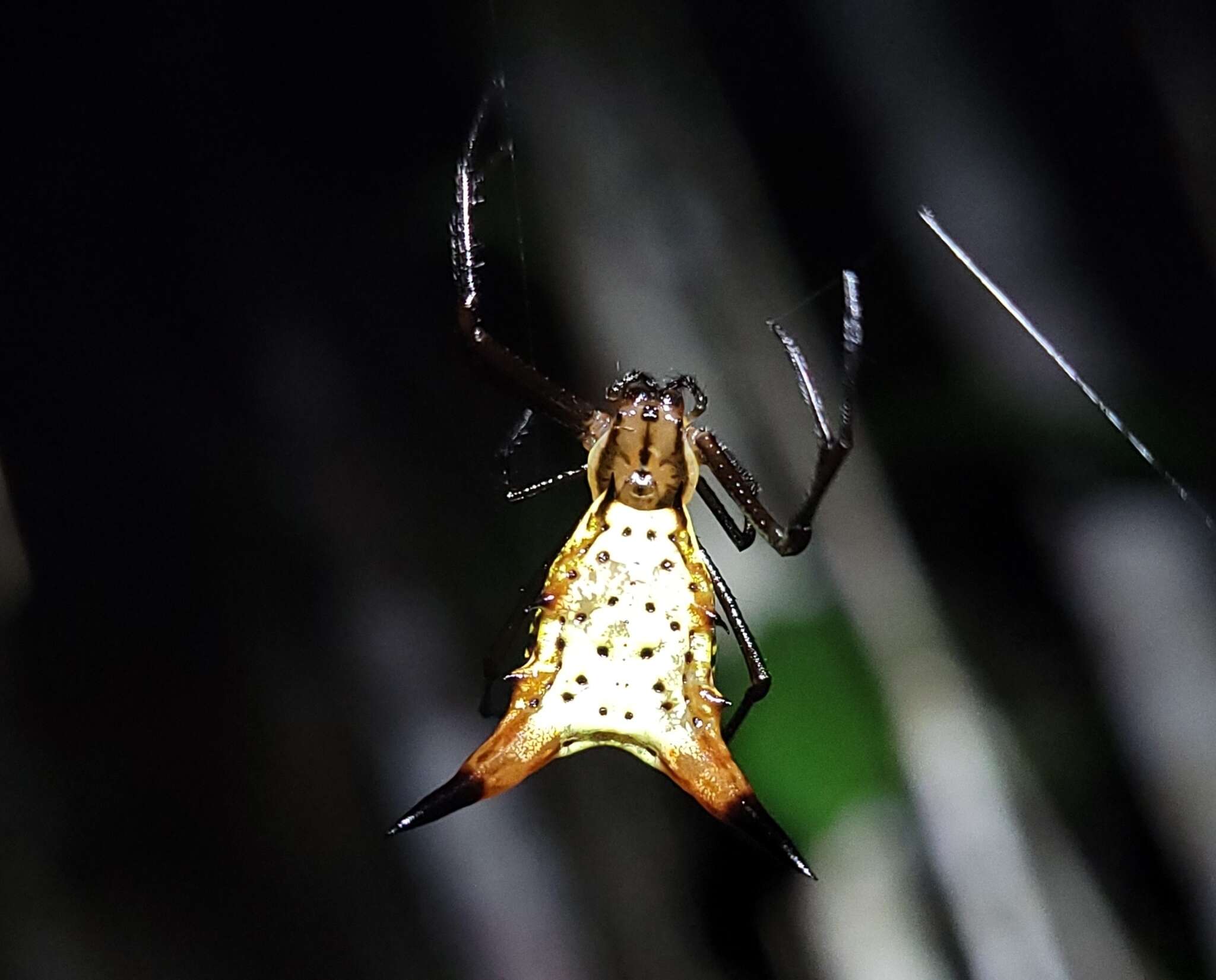 Image of Micrathena macfarlanei Chickering 1961