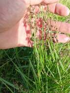 Image of River-Swamp Nut-Rush