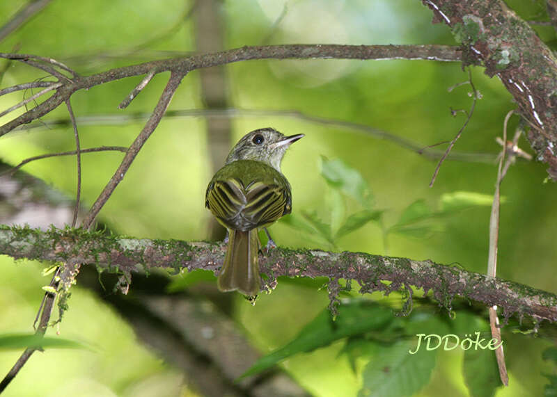 Leptopogon amaurocephalus Cabanis 1846 resmi