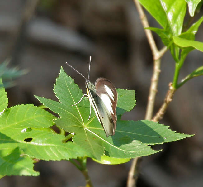 Image of Western Striped Albatross