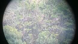 Image of Speckled Wood Pigeon