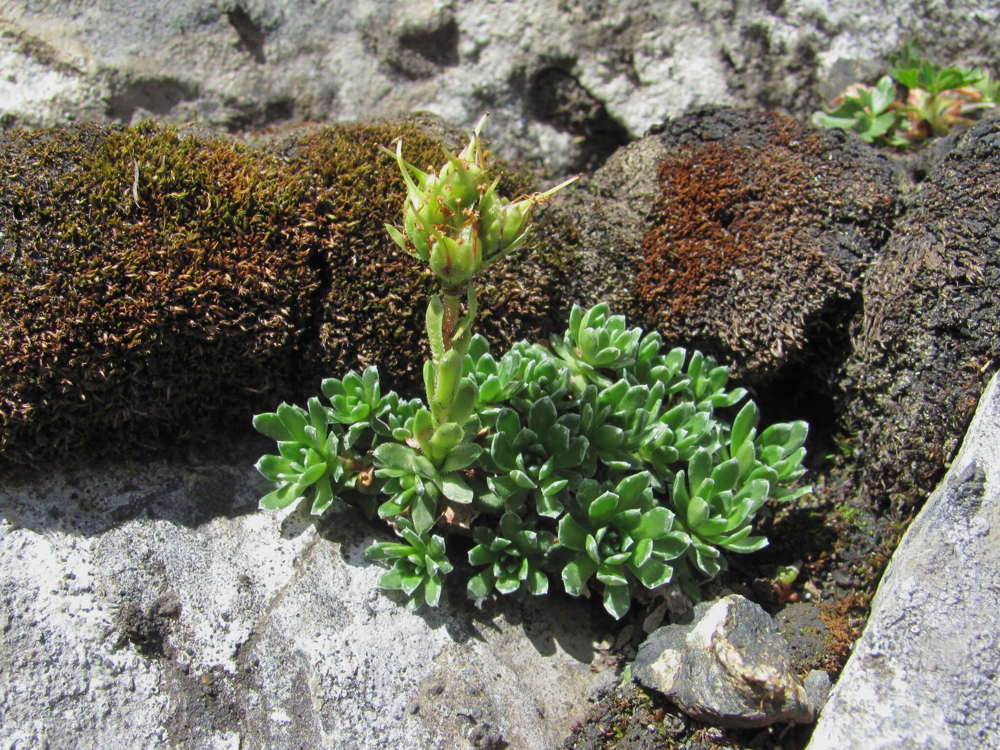 Sivun Saxifraga pseudolaevis Oettingen kuva