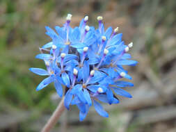 Image of Australian pincushion