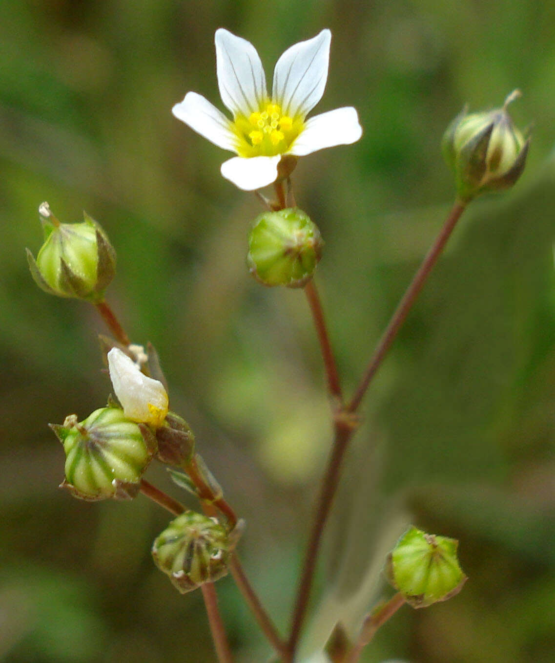 Image of purging flax, fairy flax