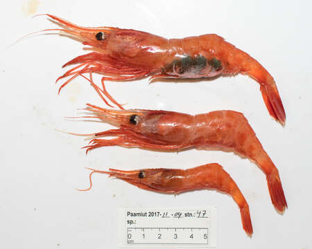 Image of northern prawn