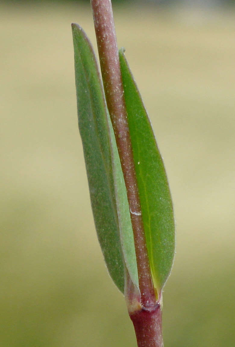 Image of purging flax, fairy flax