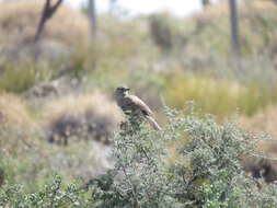 Image of White-throated Cacholote