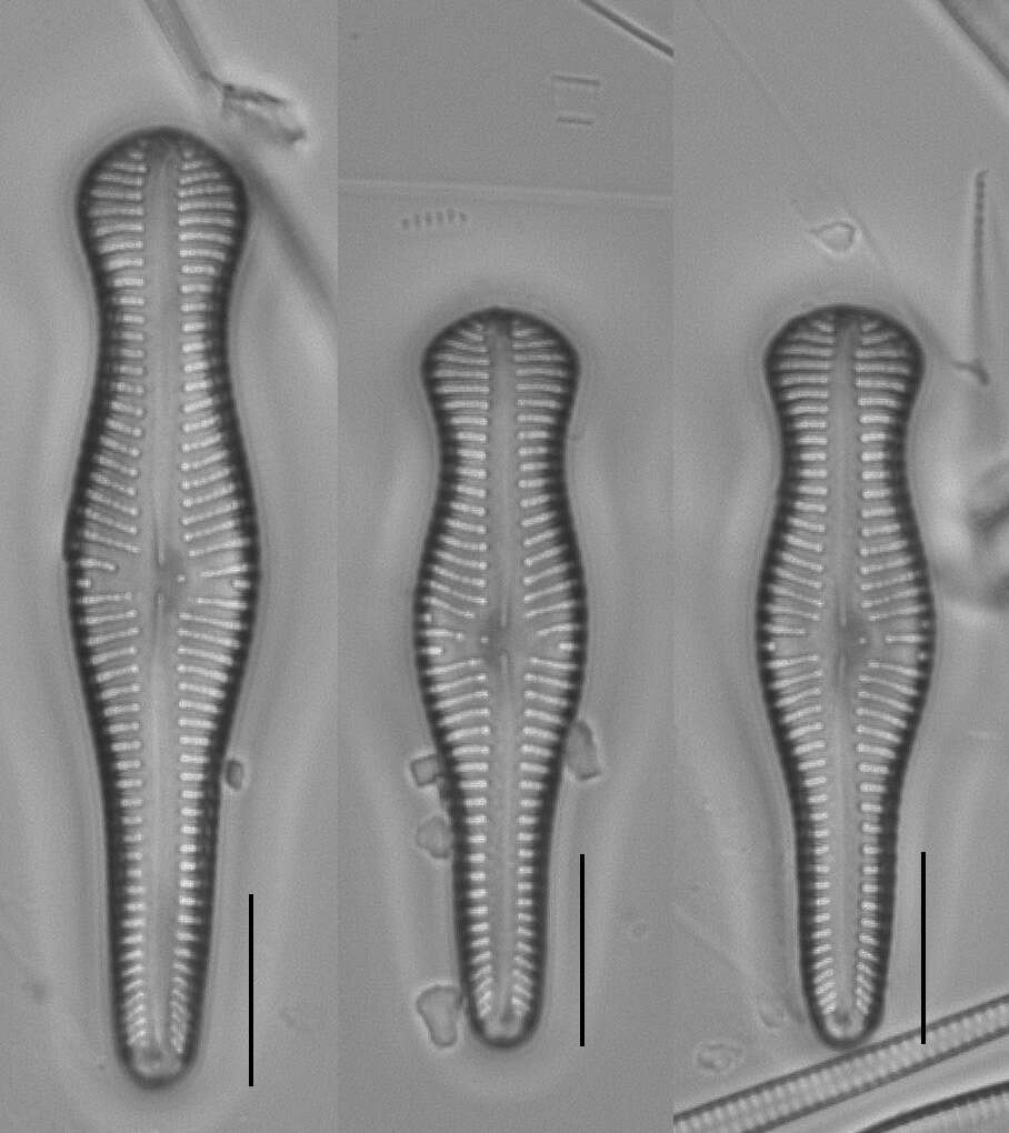 Gomphonema truncatum resmi