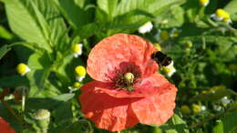 Image of corn poppy