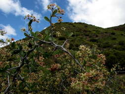 Image of Gloveria integrifolia (L. fil.) M. Jordaan