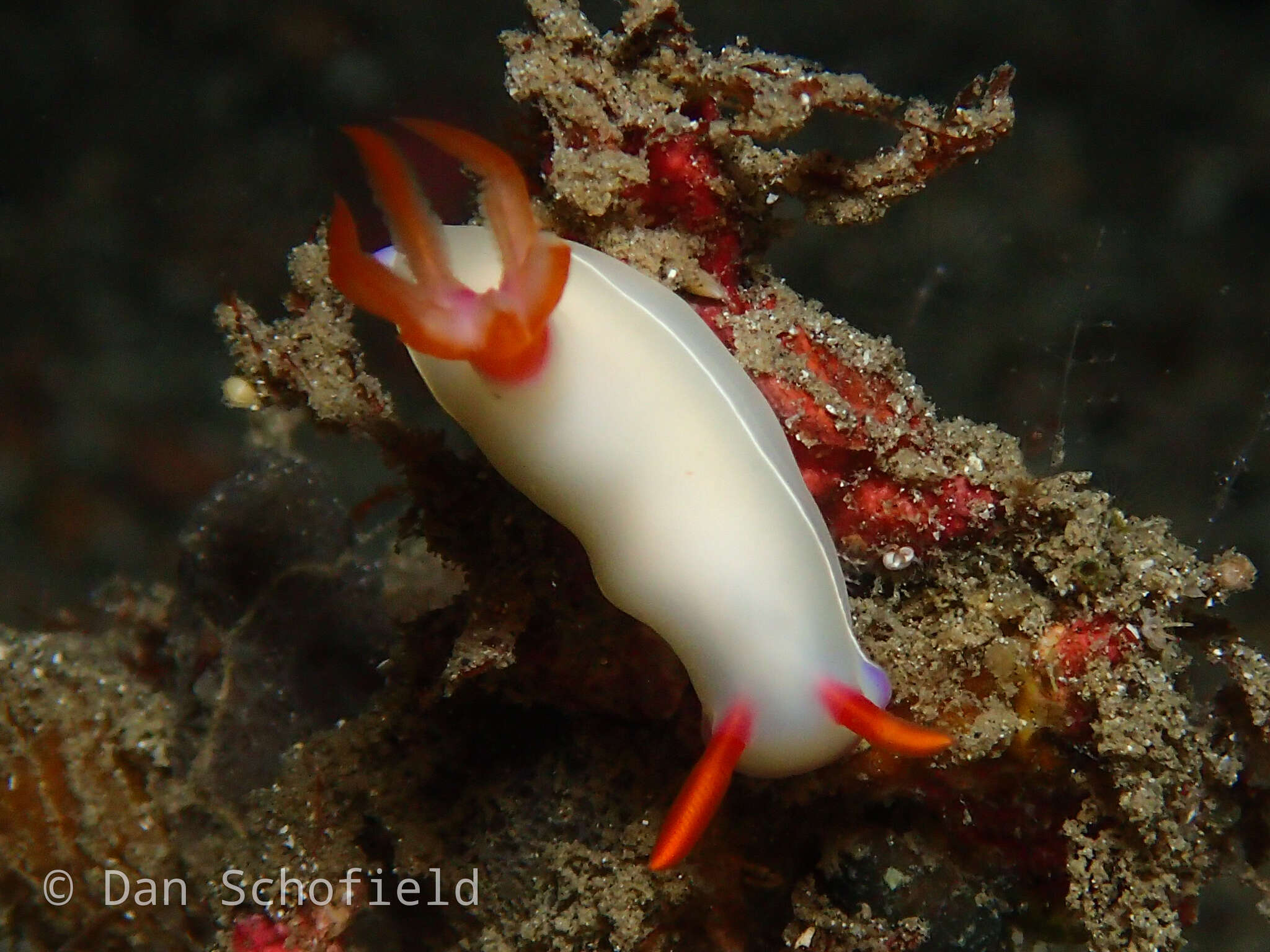 Image of White edge purple slug