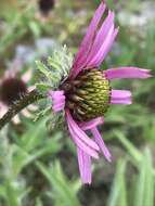 Image of Tennessee purple coneflower