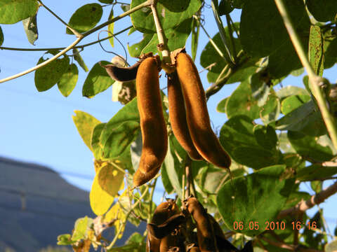 Image of Mucuna coriacea Baker