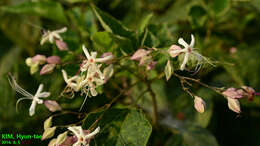 Image of Harlequin Glorybower