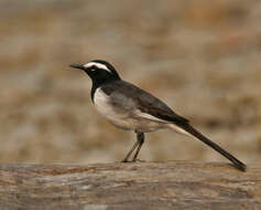 Image of White-browed Wagtail