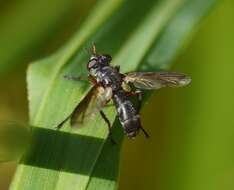 Image of Cylindromyia rufipes (Meigen 1824)