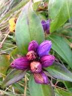 Image of closed bottle gentian