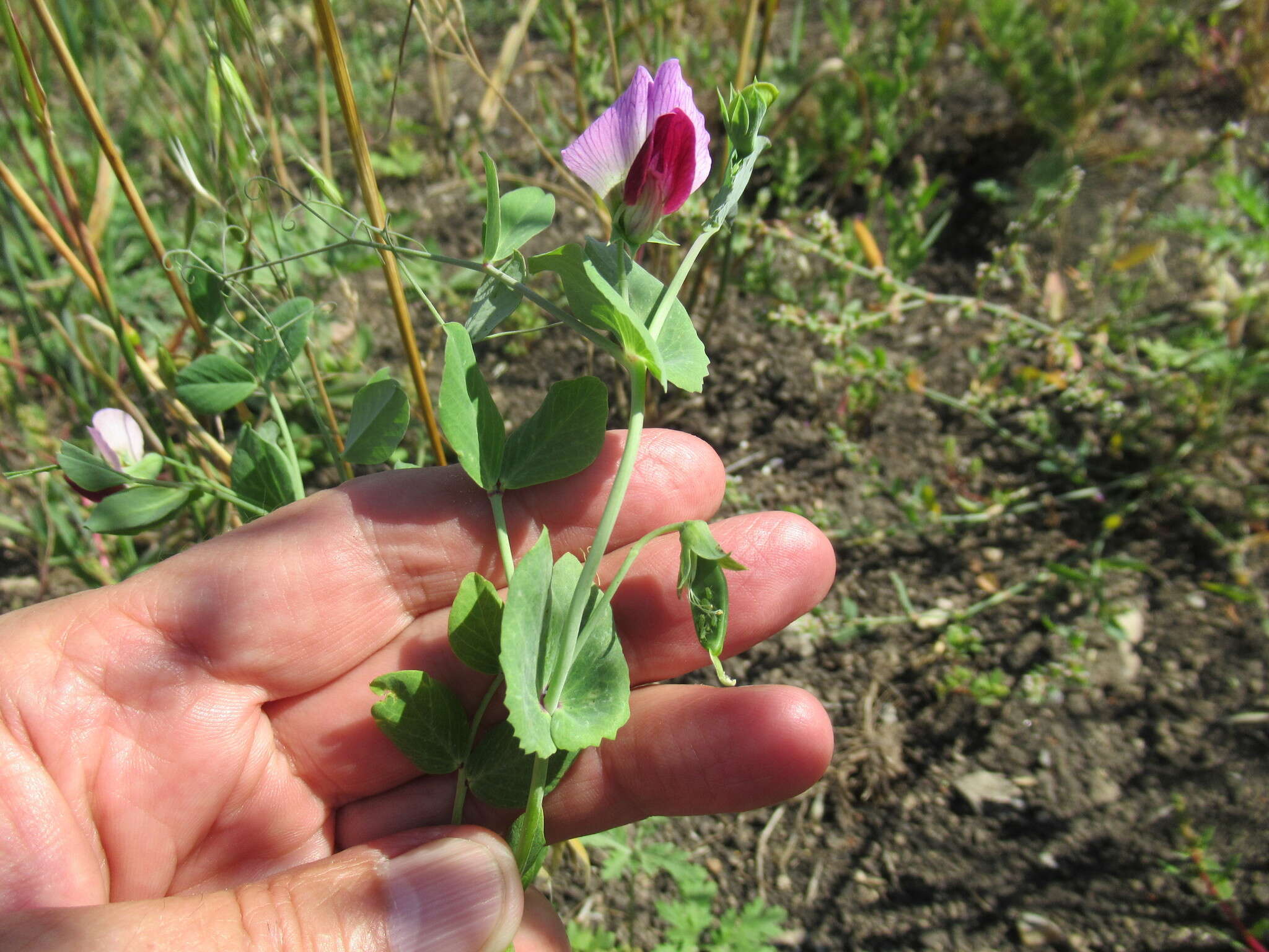 Image of Field pea