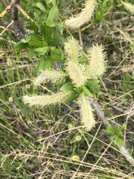 Image of firmleaf willow