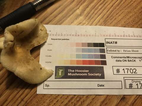 Image of Russula pulverulenta Peck 1902