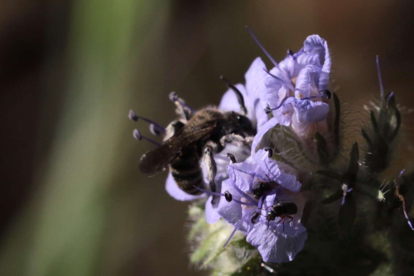 Dufourea mulleri (Cockerell 1898) resmi