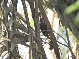 Plancia ëd Campethera abingoni constricta Clancey 1965