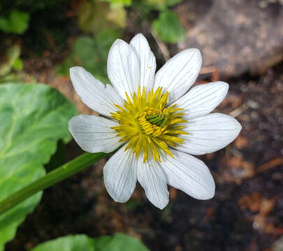 <i>Caltha chionophila</i> resmi