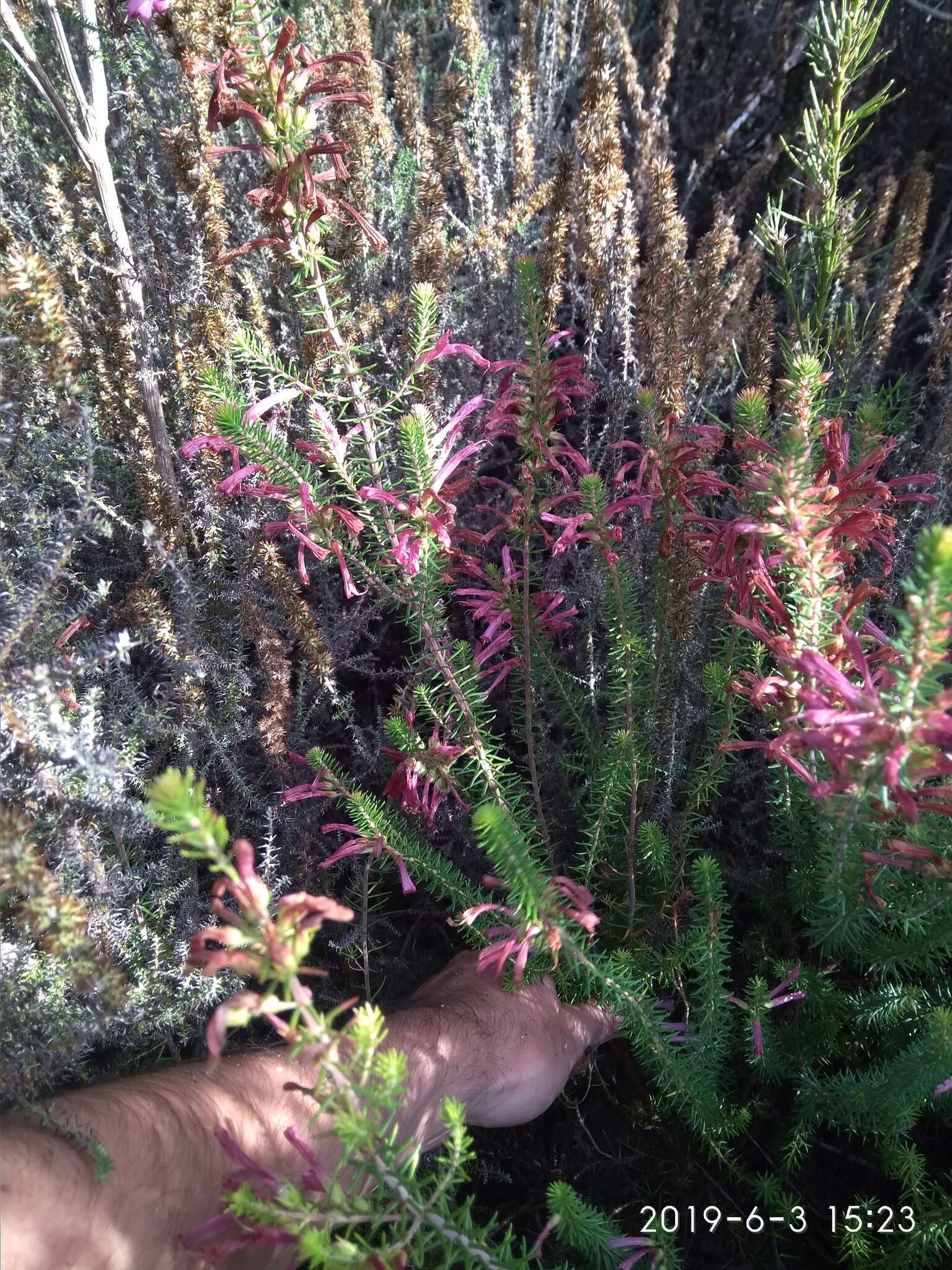 Image of Erica abietina subsp. atrorosea E. G. H. Oliv. & I. M. Oliv.