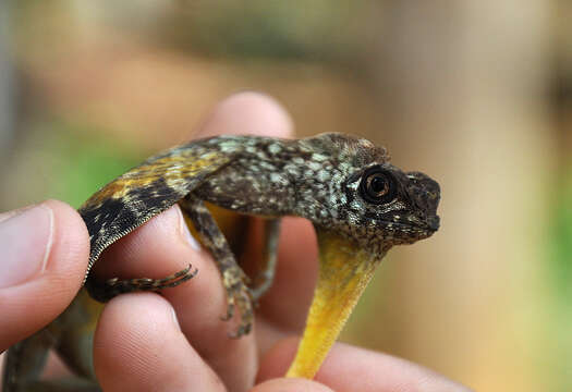 Image of Quadras' Flying Lizard