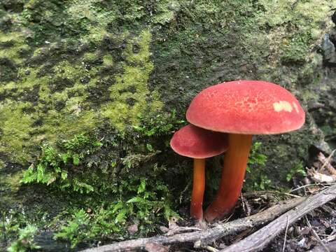 Hortiboletus rubellus (Krombh.) Simonini, Vizzini & Gelardi 2015 resmi