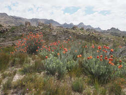 Image of Rocket pincushion