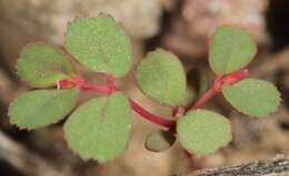 Image of Euphorbia serpillifolia subsp. serpillifolia