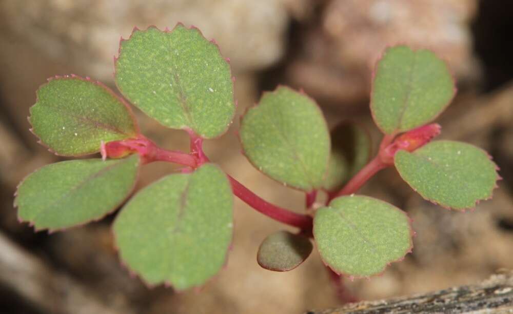 Image of Euphorbia serpillifolia subsp. serpillifolia