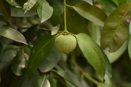 Image of Garcinia hombroniana Pierre