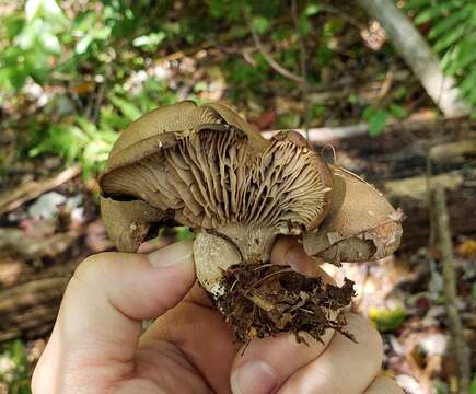 Image of Pseudotricholoma umbrosum (A. H. Sm. & M. B. Walters) Sánchez-García & Matheny 2014